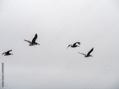 Four Pelican Flying Together with Cloudy Skies © porqueno