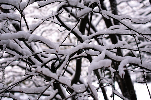 Freezing rain and snow on tree branches after snow storm