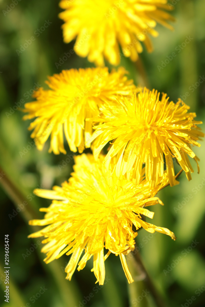 flower Tver russia