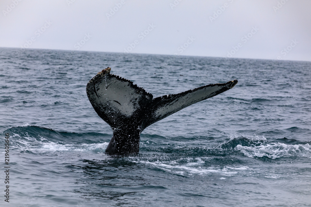 Fototapeta premium Puffins and humback whales