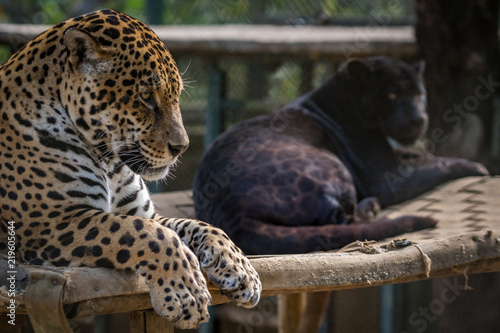 Onça Pintada / Jaguar (Panthera onca)