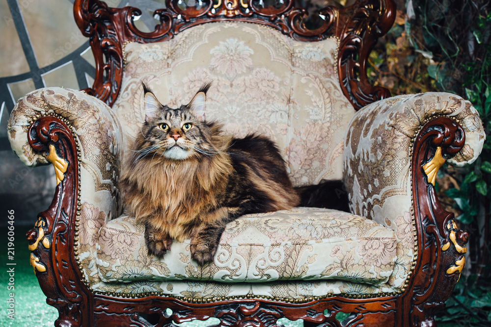 Naklejka premium Maine Coon cat on antique chair