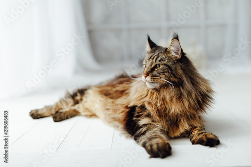 Maine Coon cat on white background photo