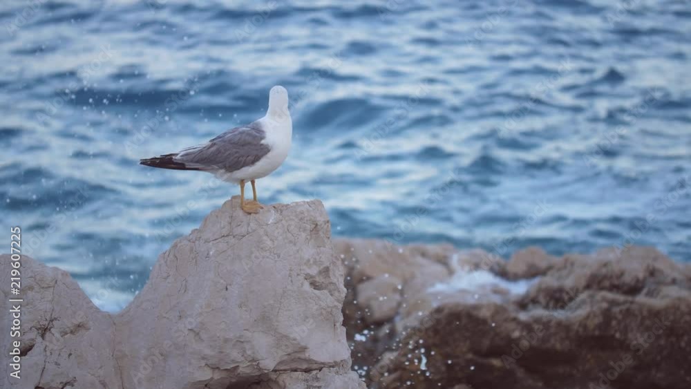 Seagull drying and cleaning on rock 50fps Seagull drying and cleaning on rock 50fps