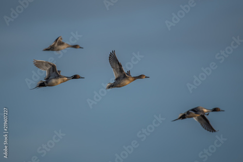Pintail ducks flying high in blue sky