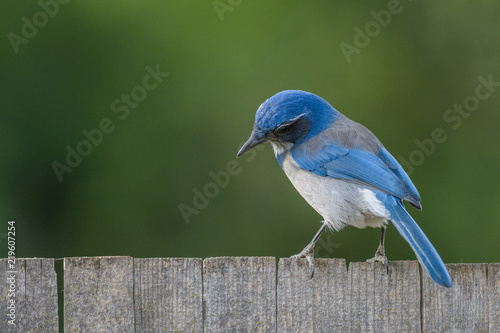 Beautiful graceful blue scrub jay bird © MikeFusaro