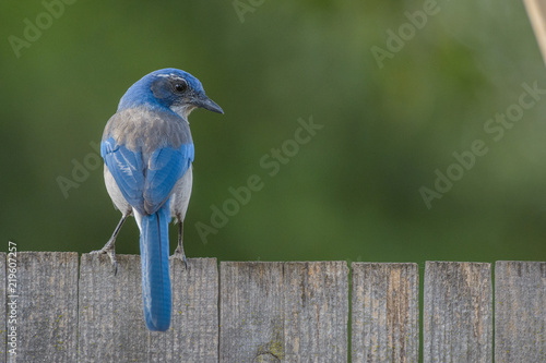 Photo Small scrub jay bird on fence