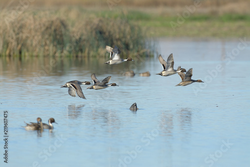 Ducks landing on pond water