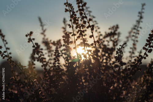 background. defocus. beautiful bouquet of wildflowers at sunset