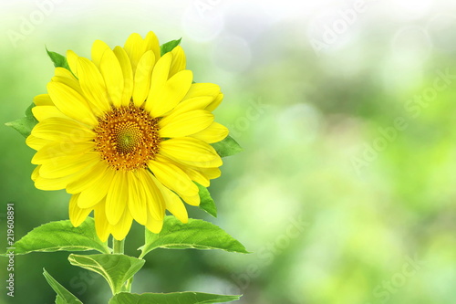 Fototapeta Naklejka Na Ścianę i Meble -  sunflower for nature concept go green concept eco concept background