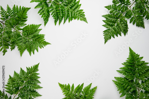 Frame made of fern leaves isolated on white background.