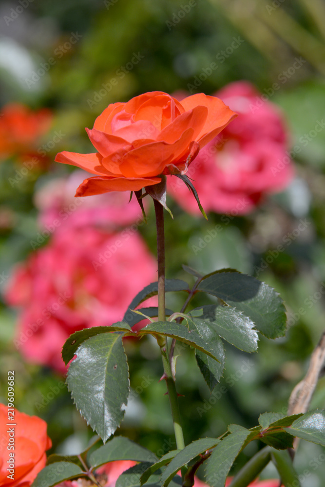 flowering roses in the garden