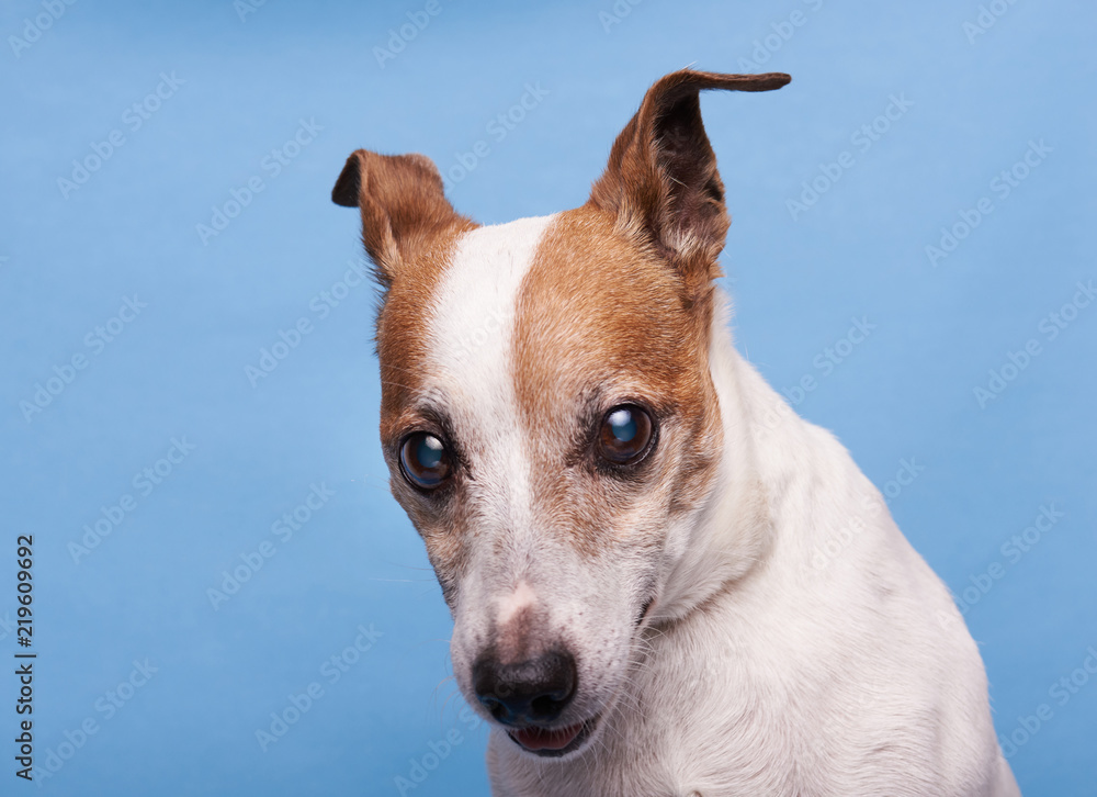 Headshot of jack russel terrier dog