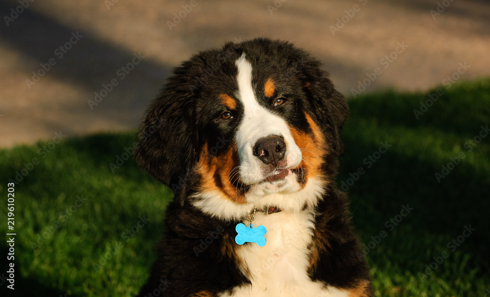 Bernese Mountain Dog puppy portrait in grass