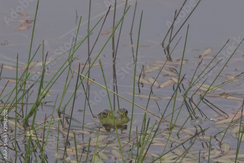 The American bullfrog is an amphibious frog, a member of the family Ranidae, or “true frogs”. Shiloh Ranch Regional Park in southeast Windsor includes oak woodlands, forests of mixed evergreens, ridge