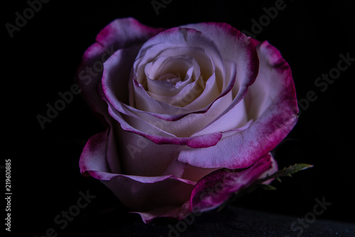 variegated rose with pink filer on black background