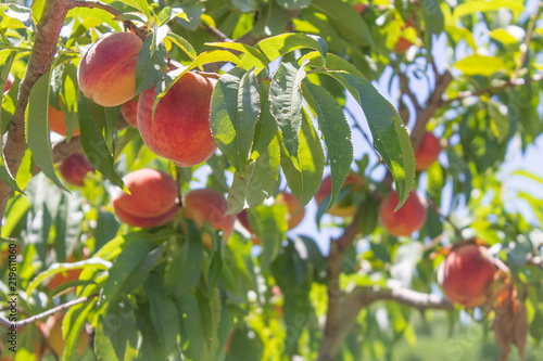 A Peachs hanging on a tree