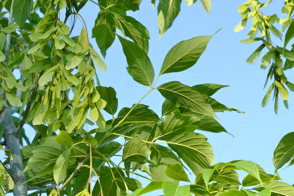 Leaves of ash-tree maple (lat. Ácer negúndo) on the background of blue sky. Green leaves and seeds, vertical arrangement, bottom view.