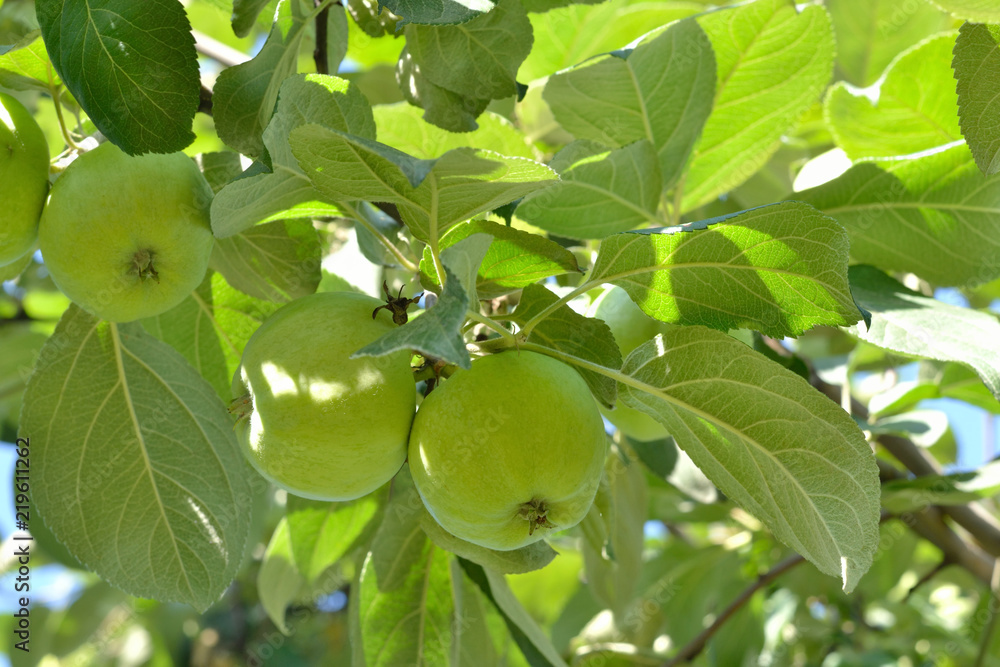 Green apples and green leaves. Apples on a branch. Summer background. Green apples and green leaves. Apples on a branch. Summer background.