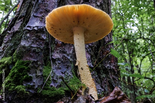 A Cokers Amanita mushroom at the base of a loblolly pine tree in the forest at Yates Mill County Park in Raleigh North Carolina - Underside view shows details of gills