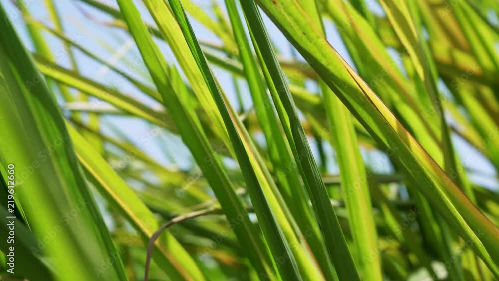 Monocropping of Sugar cane Monocropping of Sugar cane