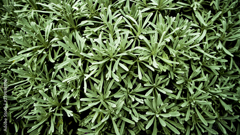 Grass background Grass background