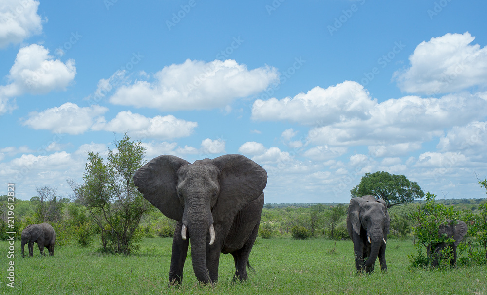 Obraz premium Kruger National Park