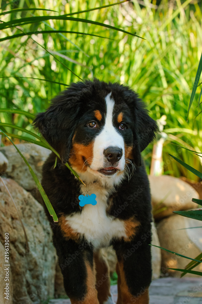 Bernese Mountain Dog puppy outdoor portrait standing by garden