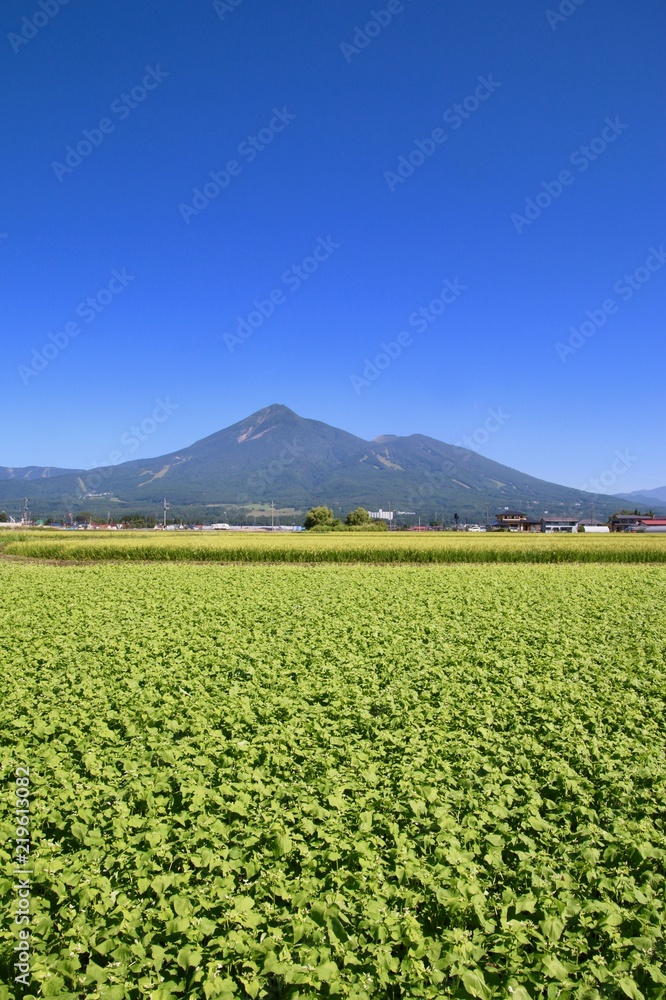 蕎麦畑と磐梯山(福島県・猪苗代町) 蕎麦畑と磐梯山(福島県・猪苗代町)