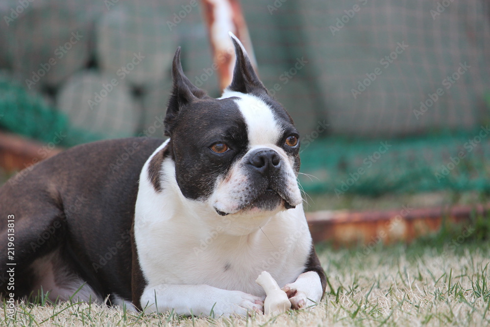 Fototapeta premium ボストンテリア