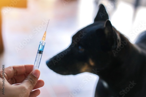 Vaccine Rabies Bottle and Syringe Needle Hypodermic Injection,Immunization rabies and Dog Animal Diseases,Medical Concept with Dog blurred Background.Selective Focus Vaccine vial  photo