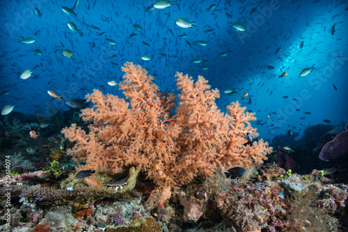 Tropical Coral Reef Underwater