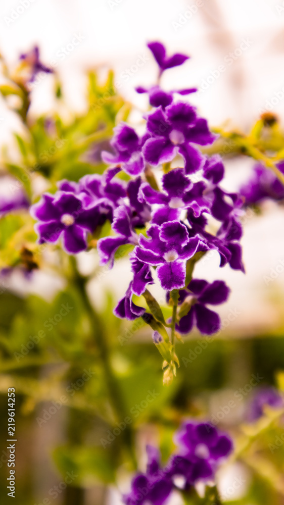 The beautiful flowers The beautiful flowers