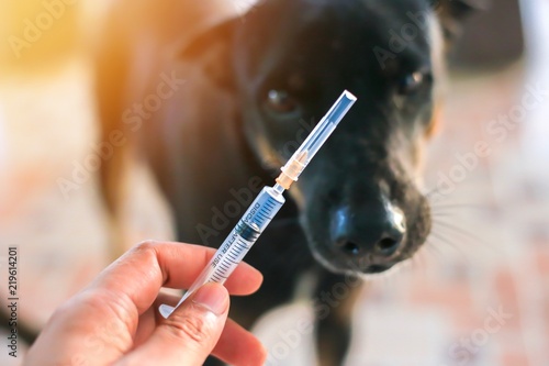Vaccine Rabies Bottle and Syringe Needle Hypodermic Injection,Immunization rabies and Dog Animal Diseases,Medical Concept with Dog blurred Background.Selective Focus Vaccine vial  photo