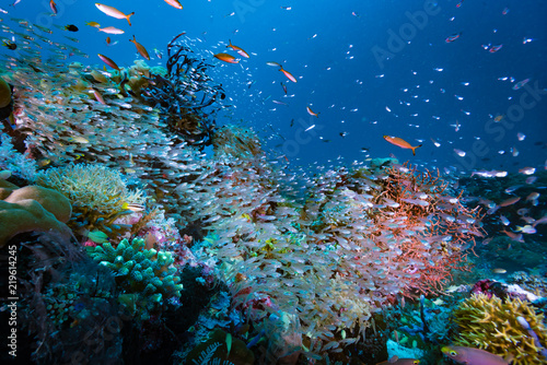 Fototapeta Naklejka Na Ścianę i Meble -  Tropical Coral Reef Underwater Landscape