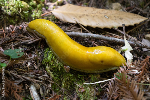 Curvy Banana Slug