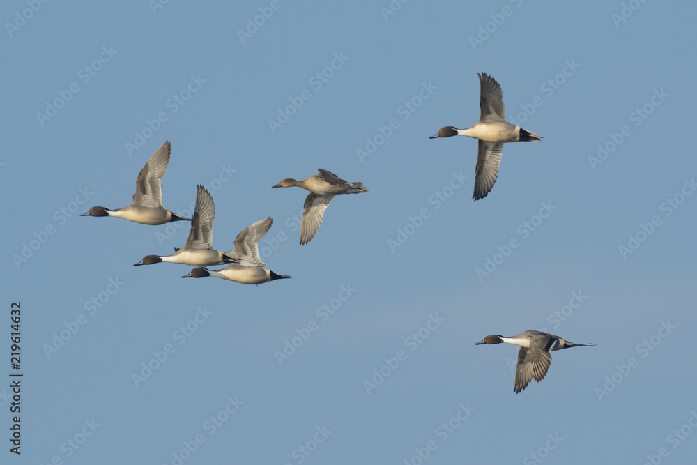 Ducks' migration flying in sky