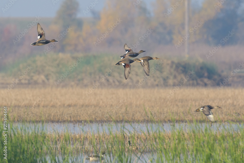 Flock of ducks landing on water Flock of ducks landing on water