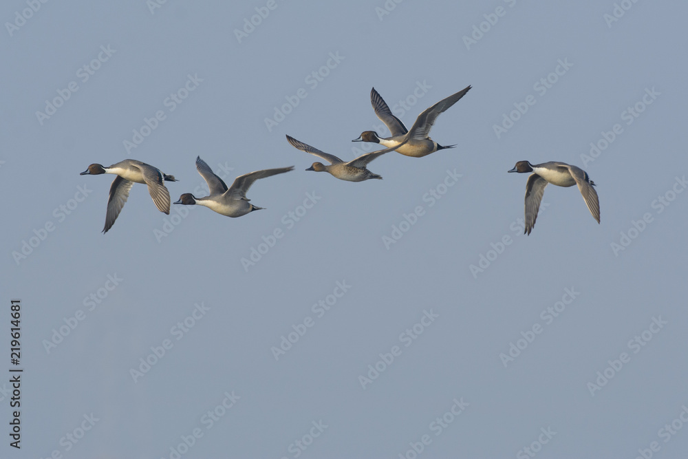 Flock of ducks flying in sky
