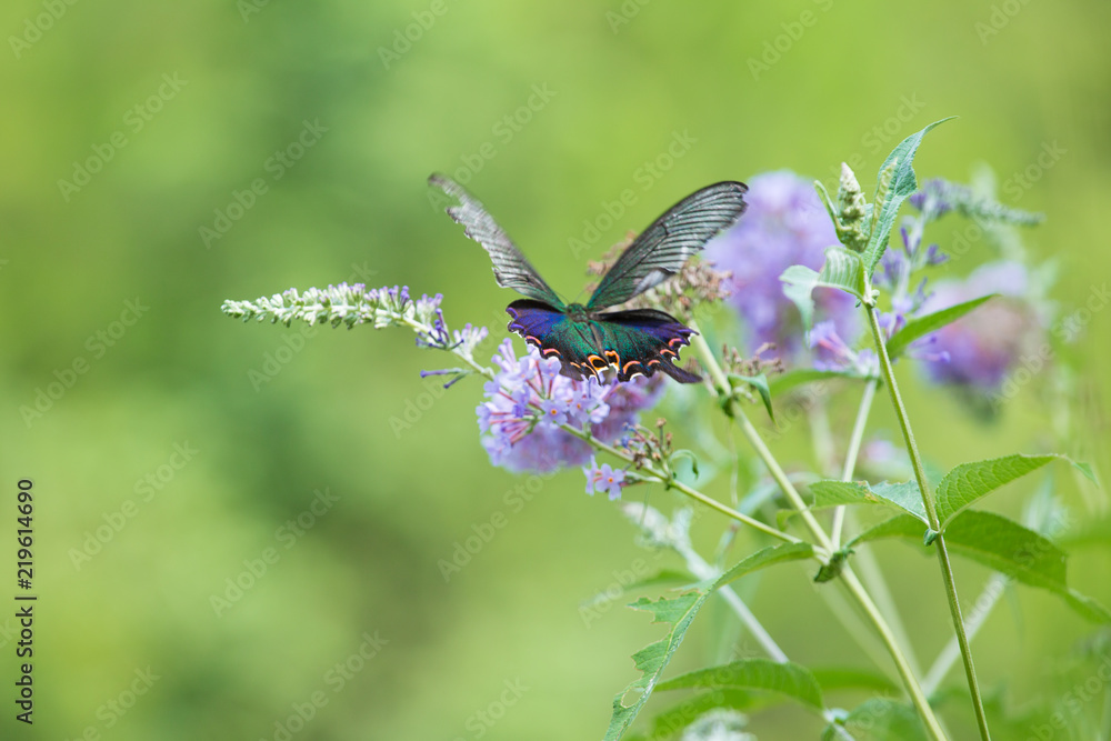 Fototapeta premium Close-up butterfly photographed in outdoor flowers