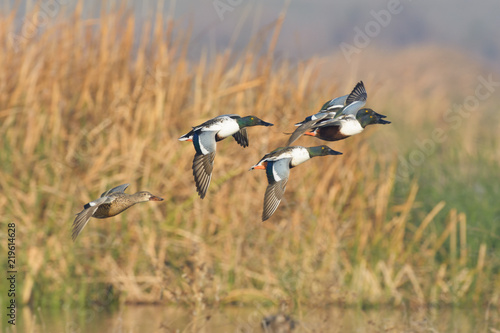 Flock of ducks flying above water