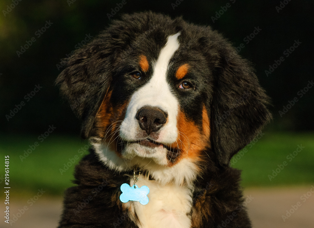 Bernese Mountain Dog puppy outdoor portrait head shot