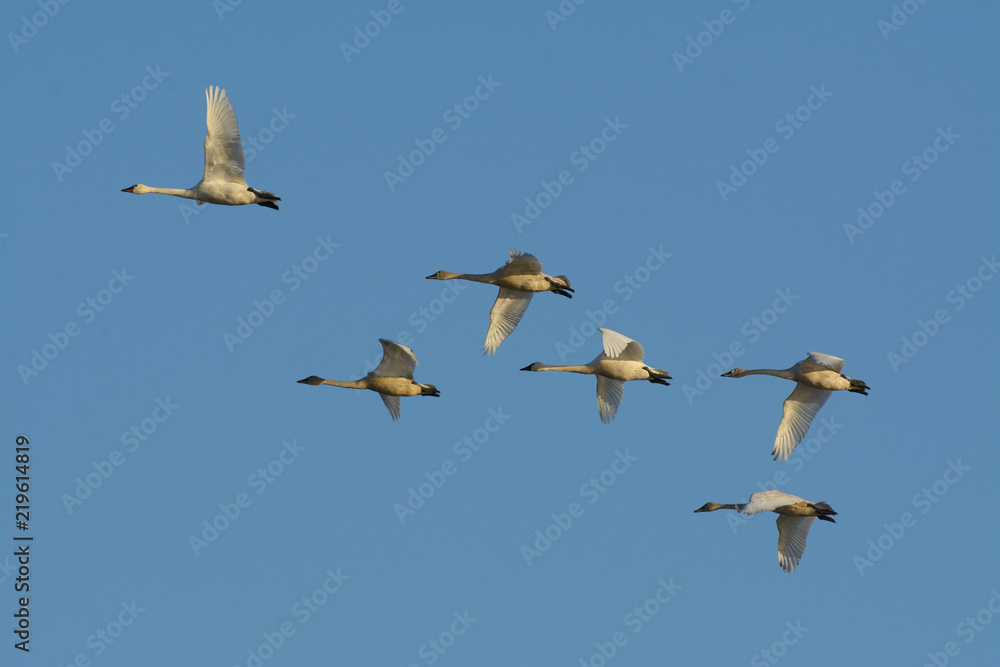 White tundra swan soaring in group in blue sky White tundra swan soaring in group in blue sky