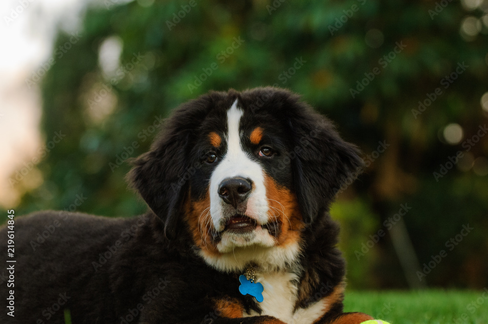 Bernese Mountain Dog puppy outdoor portrait