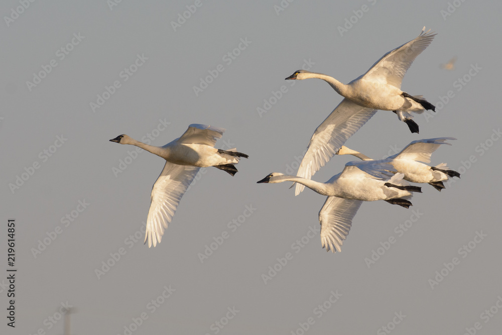 Fototapeta premium White graceful gtundra swan in flock