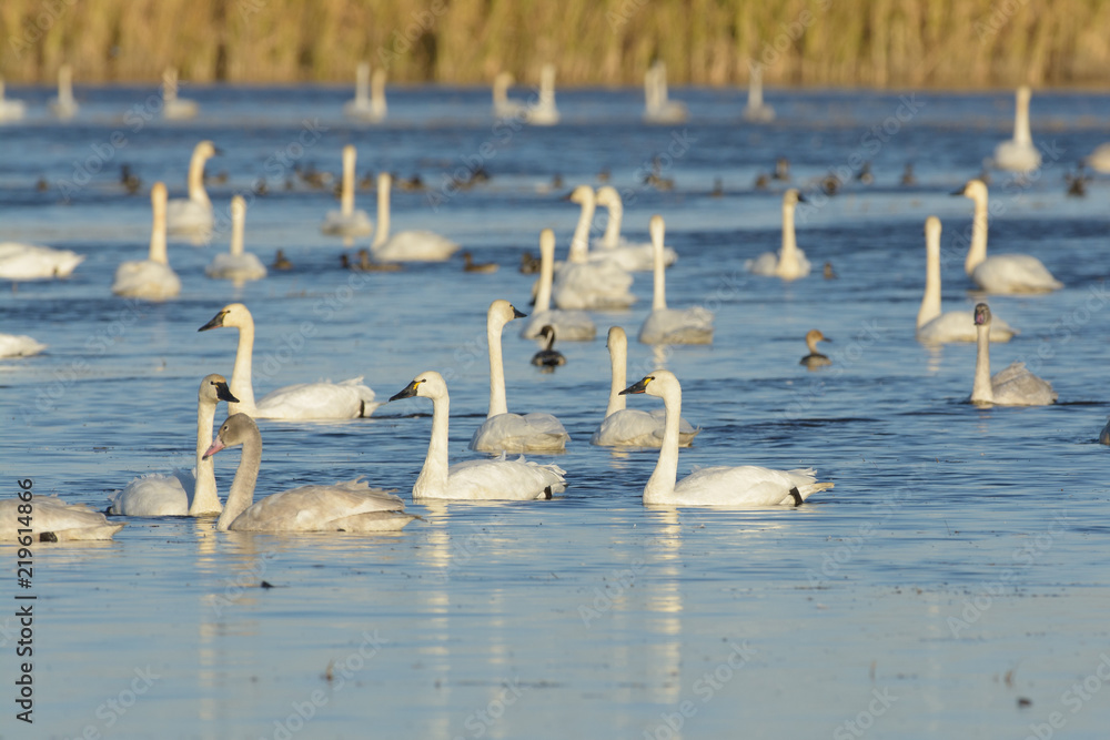 Swimming graceful tundra swan in water Swimming graceful tundra swan in water