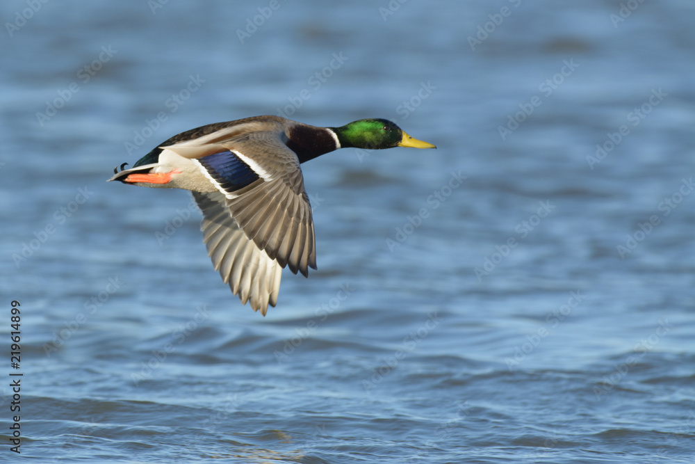 Fototapeta premium Duck flying above river