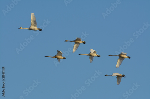 White tundra swan soaring in group in blue sky