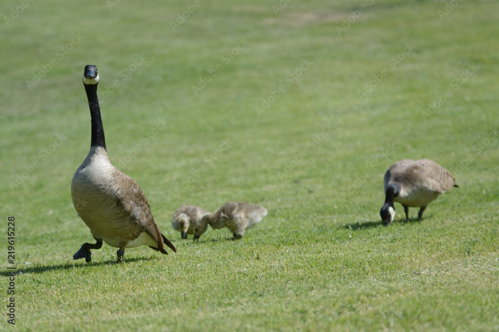 Geese and goslings grazing in green field Geese and goslings grazing in green field