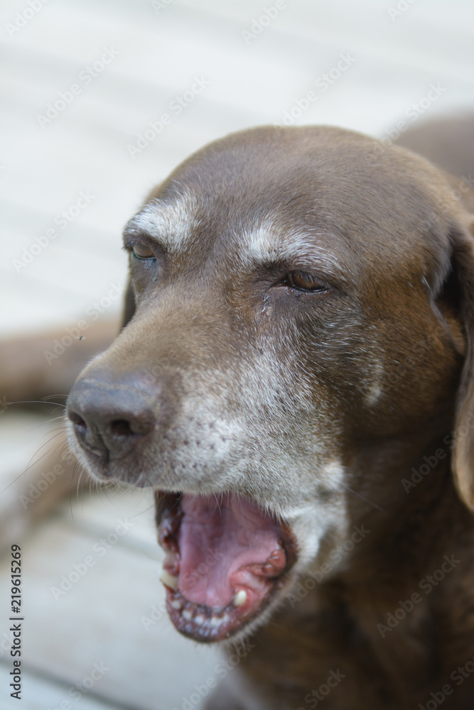 Brown dog yawning with opened jaw